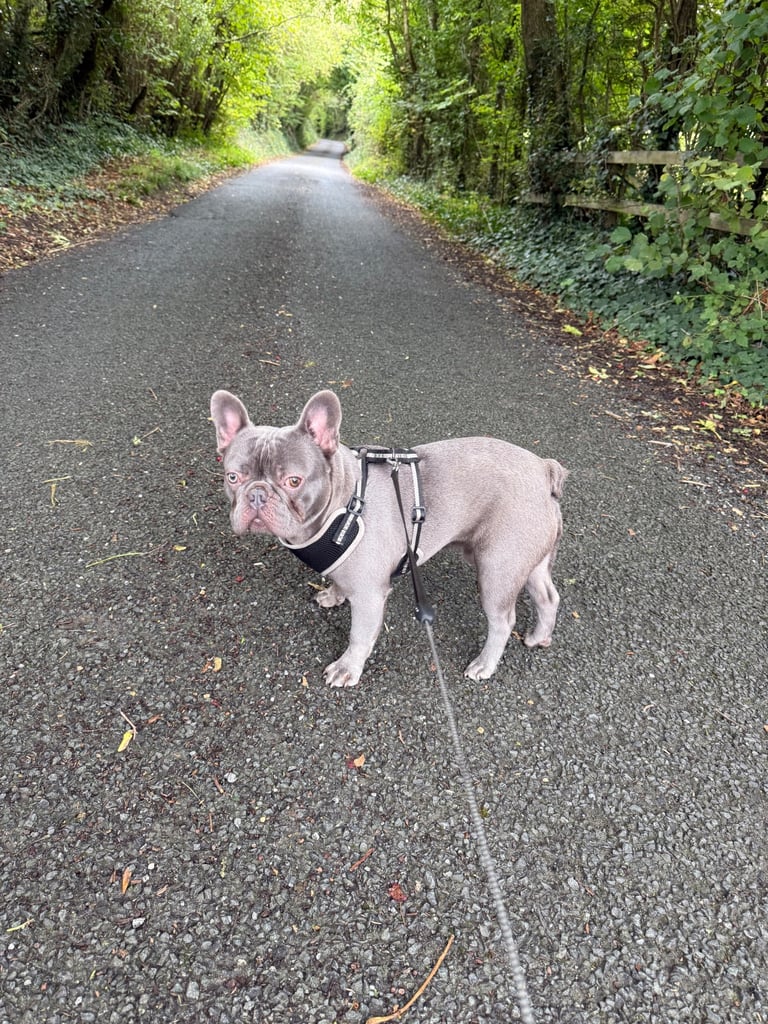 image for 12 month old male lilac French bulldog 