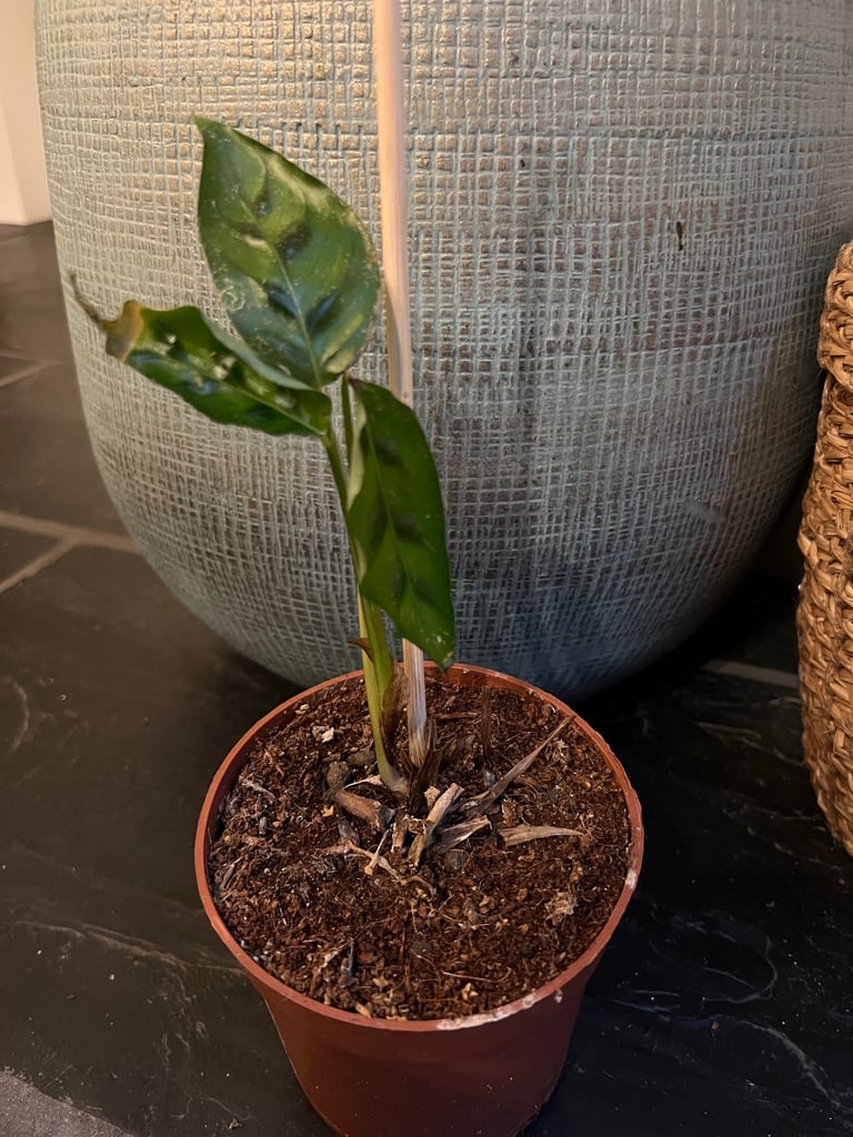 image for Free house plant for sale