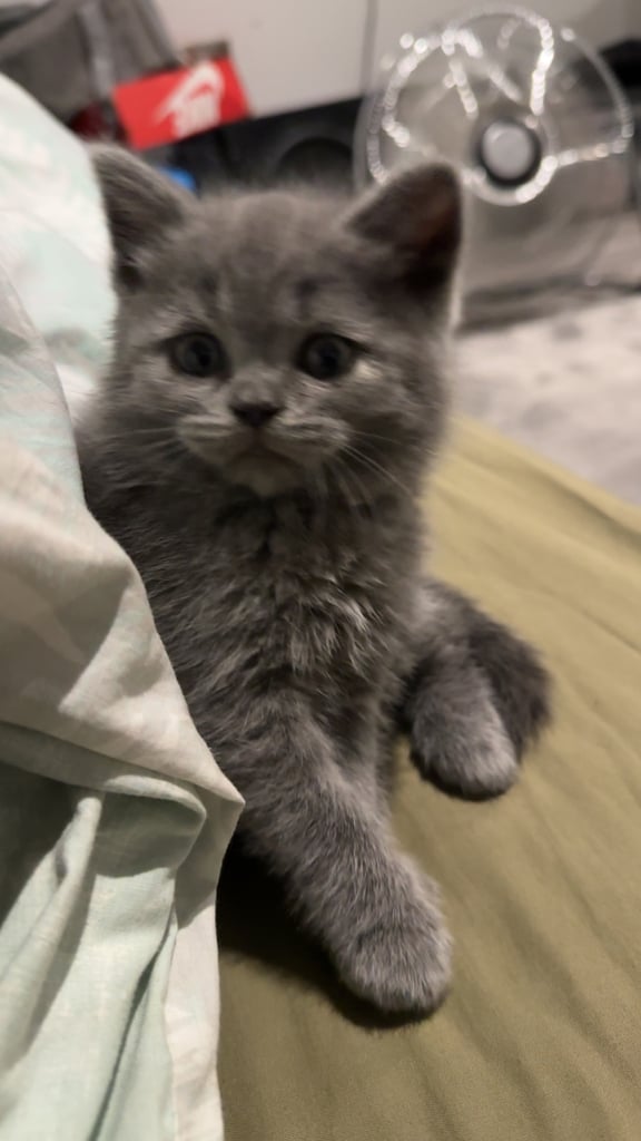 Bsh 