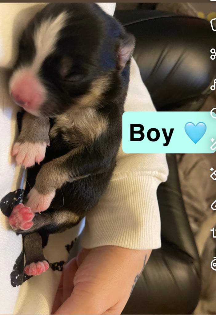 Borsky puppies !! SOLD SOLD !!