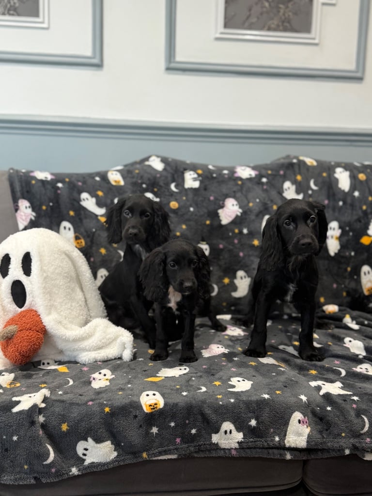 **3 Black female Cocker spaniel puppies** 