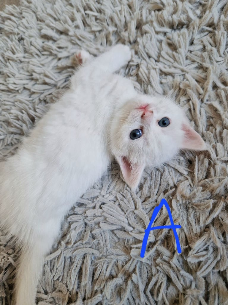 image for Beautiful British Short Hair Cross Kittens