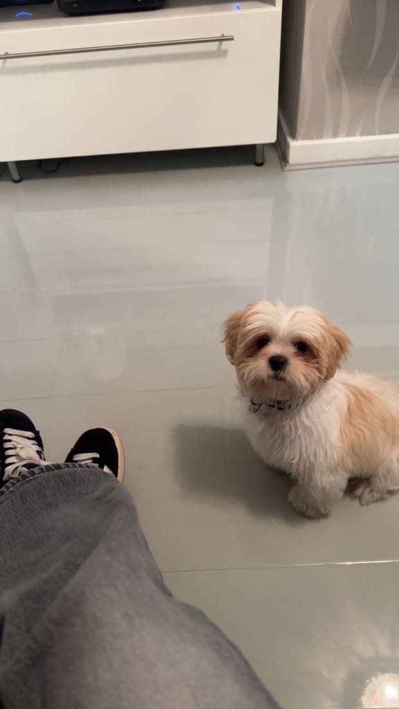 4 month old Shih Tzu