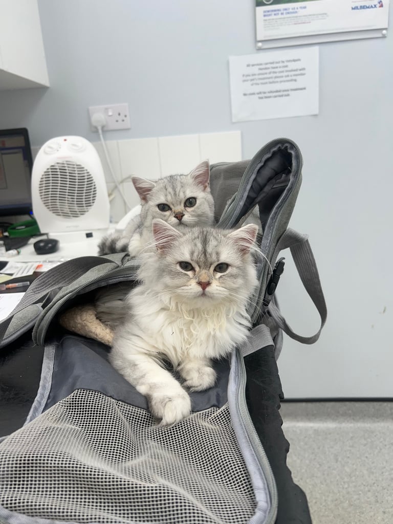 Two beautiful British shorthair kittens for sale 