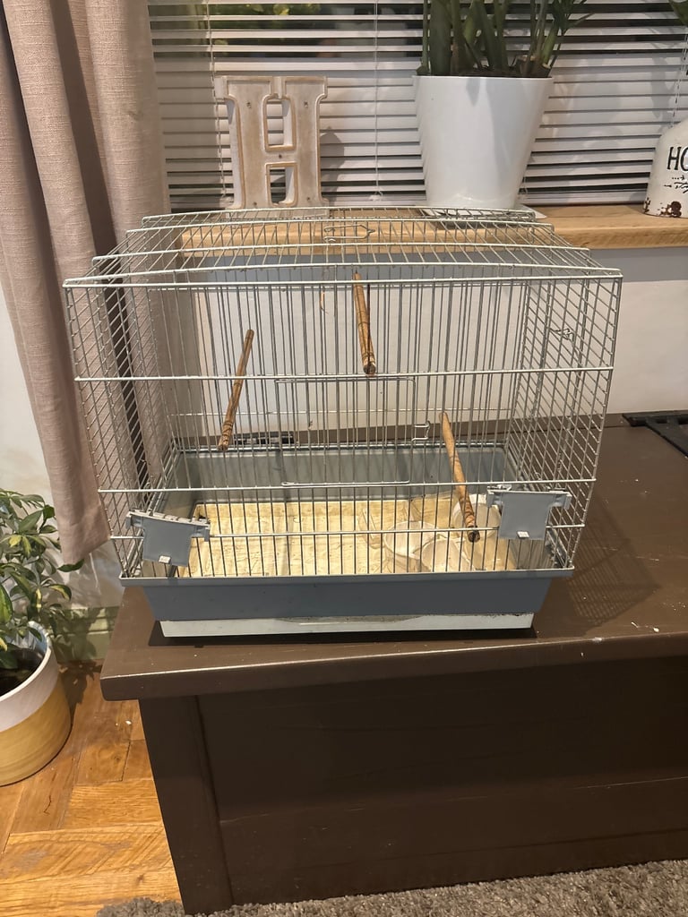 Hand tame budgie & set up(bargain)