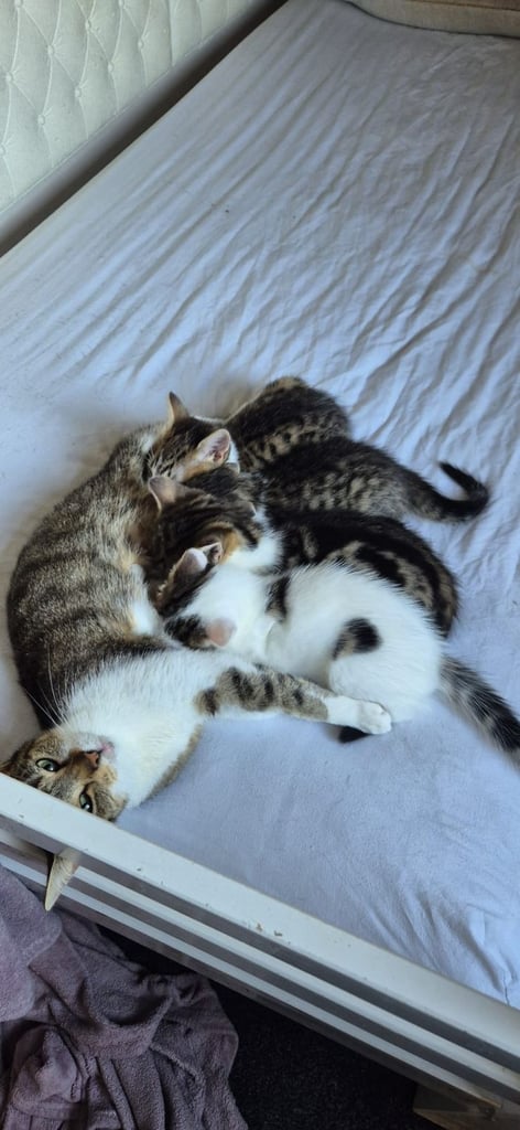 Kittens for sale