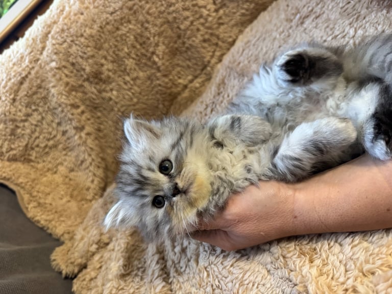 image for PERSIAN KITENS 