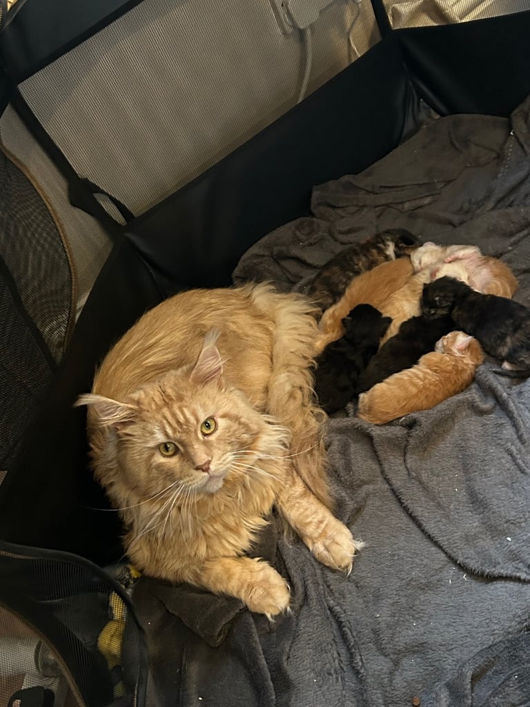 XL Main Coon Kittens ready soon for sale 