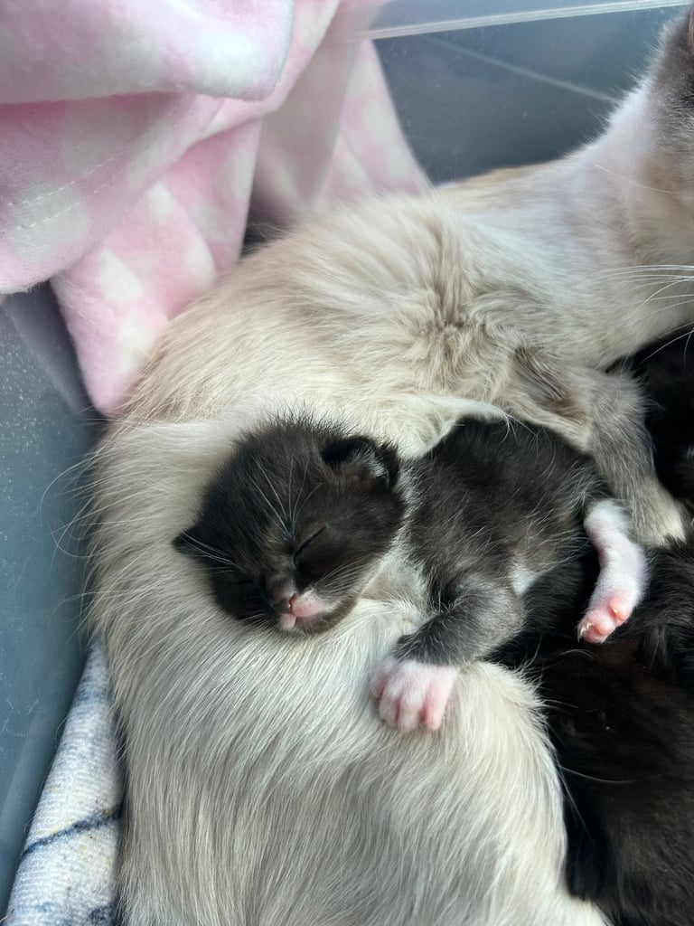 Adorable Ragdoll x Ragamuffin kittens 