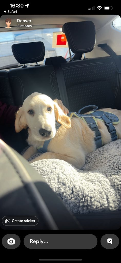 image for Golden Retriever Pup - Male 