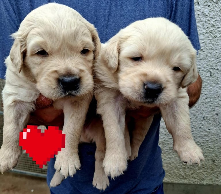 Golden retriever puppies