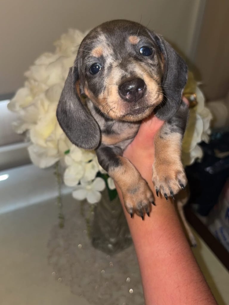 image for Dachshund for sale