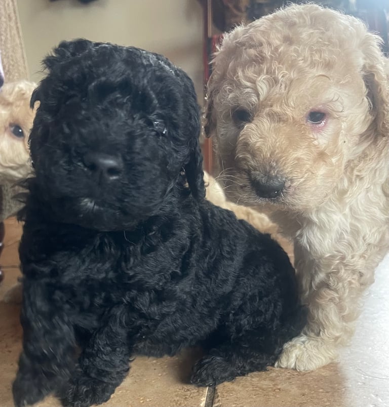 Labradoodle Puppies For Sale