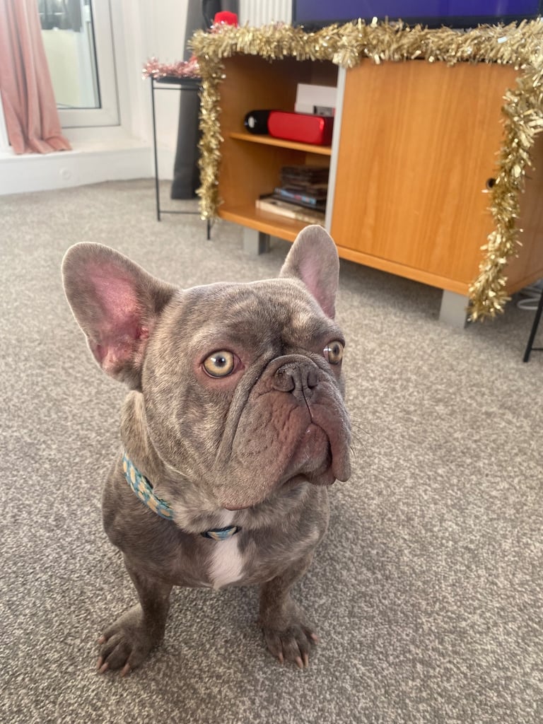 Male French Bulldog