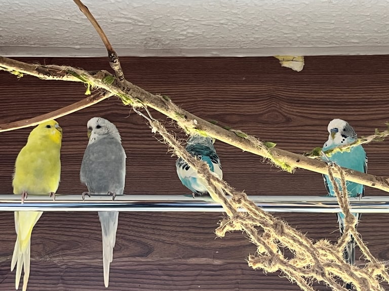  4 Beautiful Handfed Budgies + Large Cage & Full Setup – £200 (Loving Home Only) 