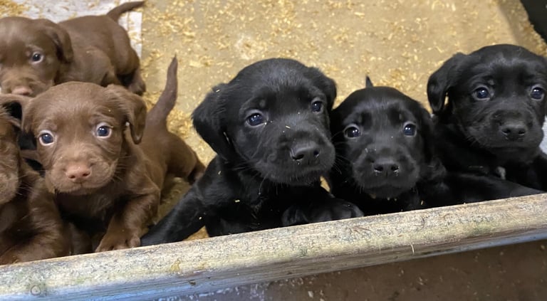 Labrador x Cocker Spaniel Puppies 