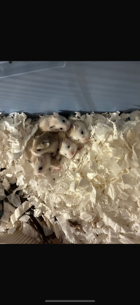 dwarf roborovski hamster