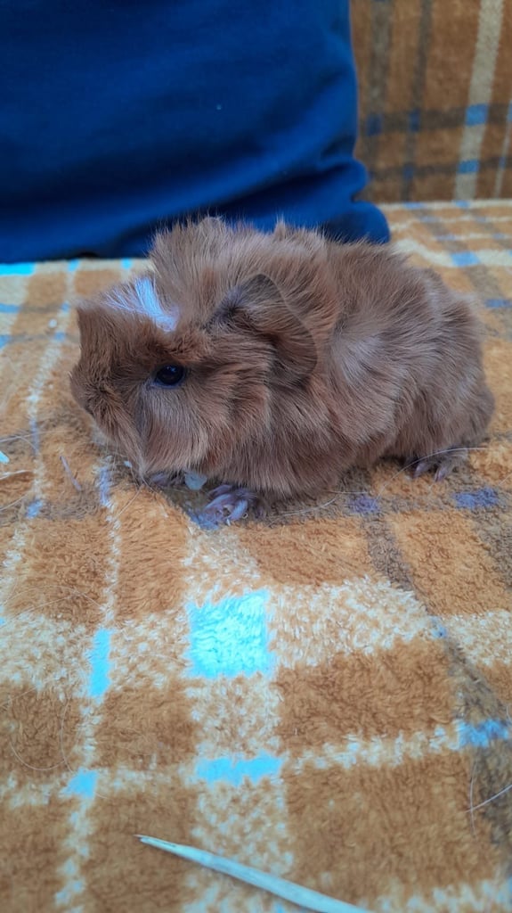 Guinea pigs for sale