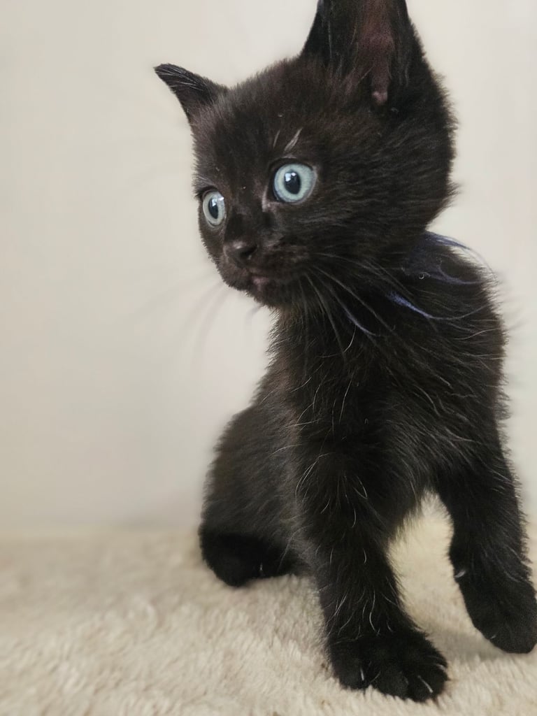 image for Kittens