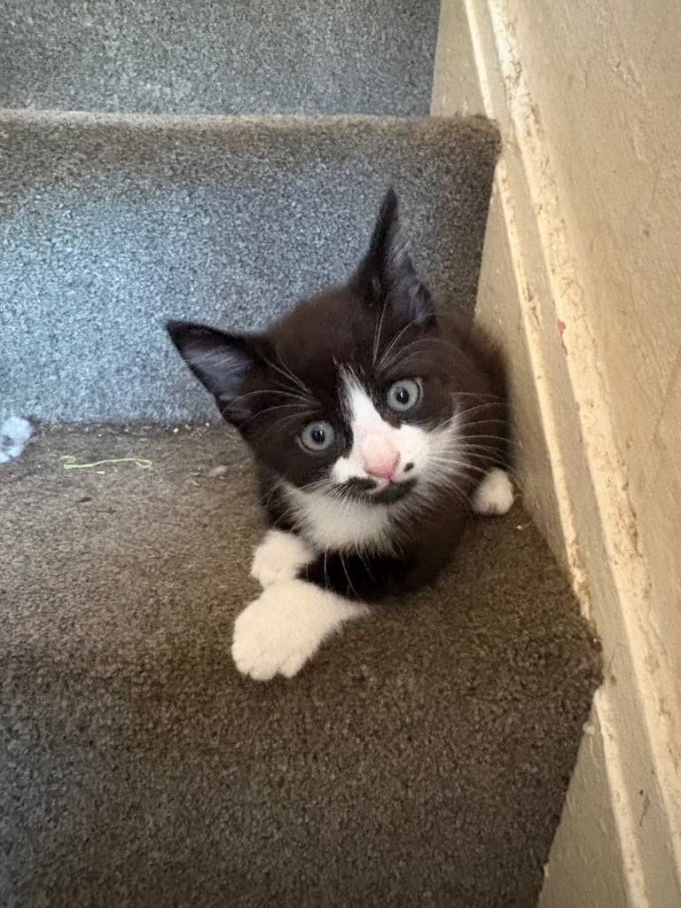 image for 3 black and white kittens,