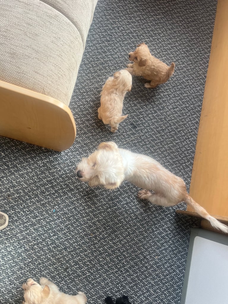 Miniature poodle cross puppies