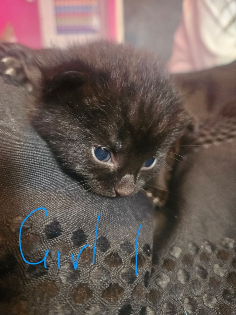 image for Kittens, ready early november