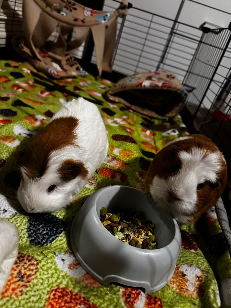 image for Two adorable guinea pigs