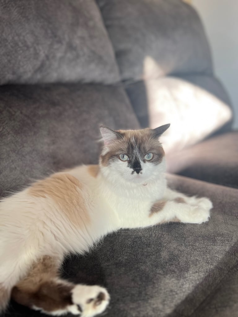 Ragdoll mix (available Now) reserved 