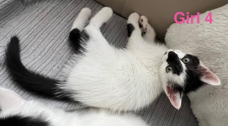 6 beautiful fluffy kittens for sale