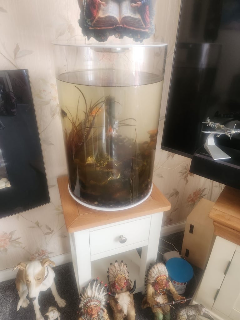 Fish tanks with fish