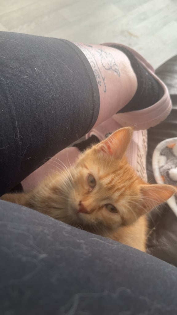 Long haired & short hair female kittens