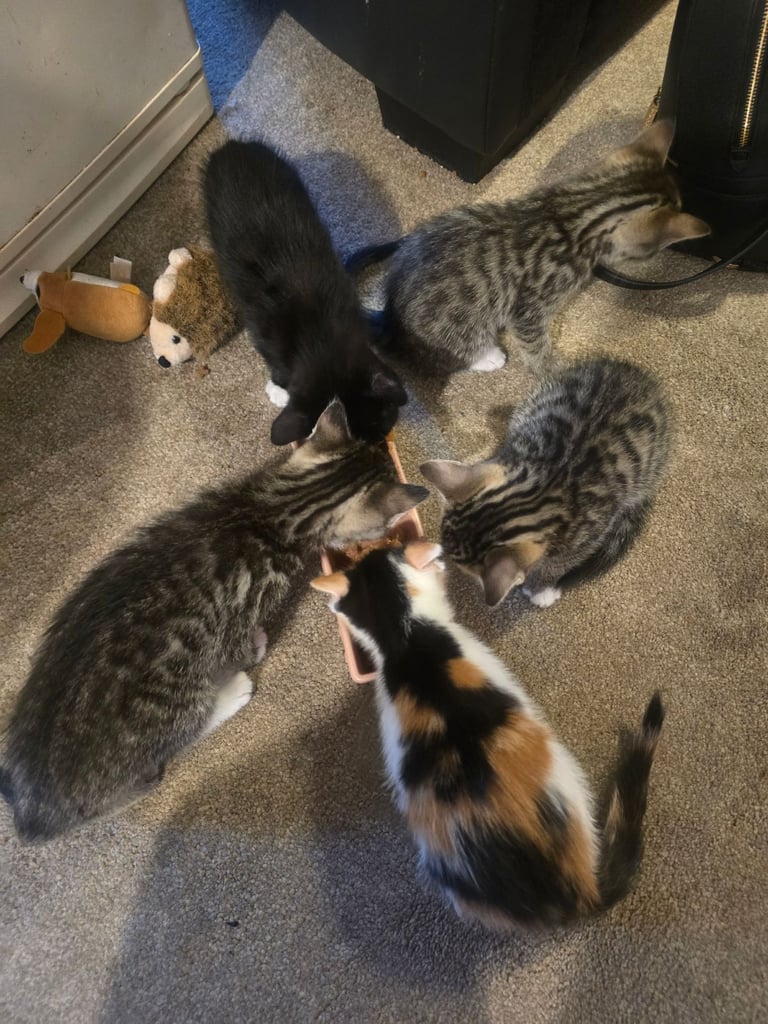 Kittens 