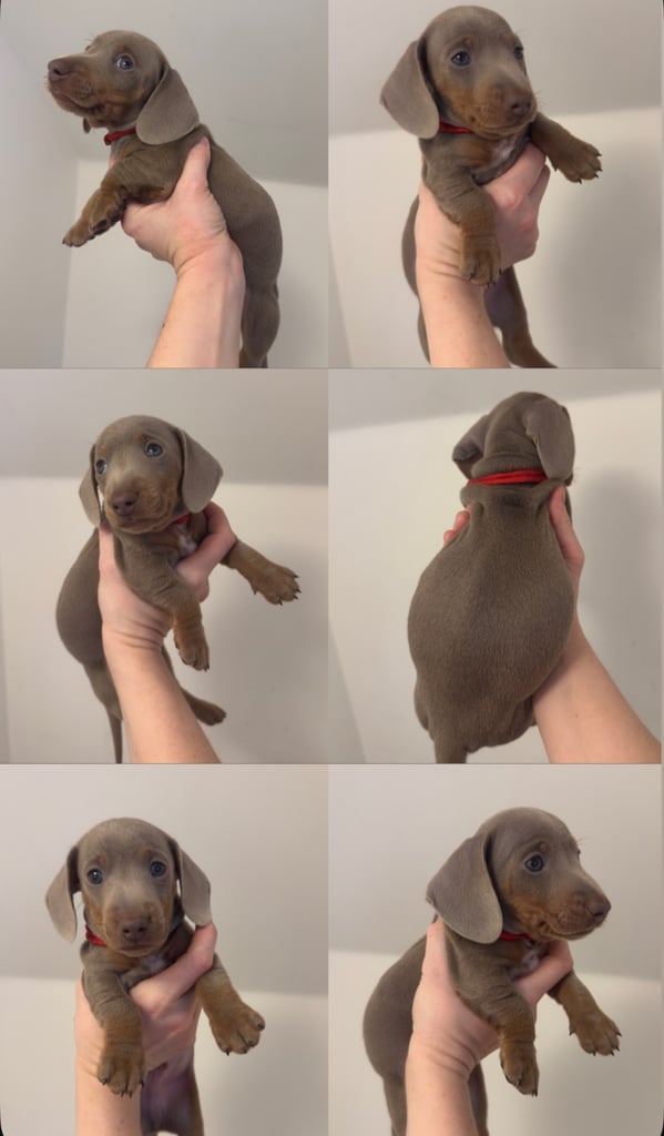 Isabella & tan Miniature dachshund puppies 