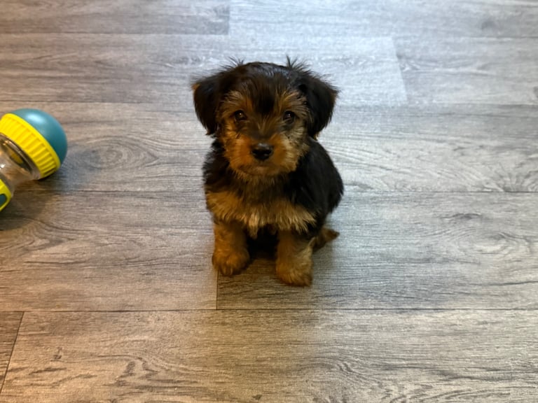 Full Breed Yorkshire Terrier Boy – 8 Weeks Old 