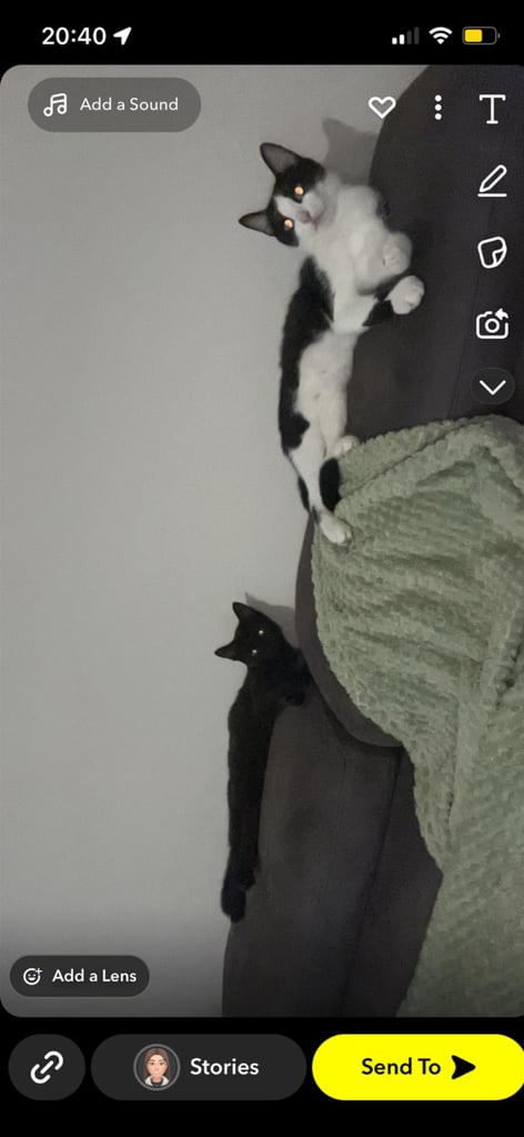 Urgent*** 1x black/white female, 1x black male
