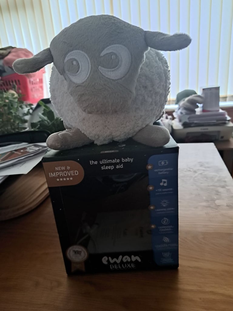 Ewan sheep