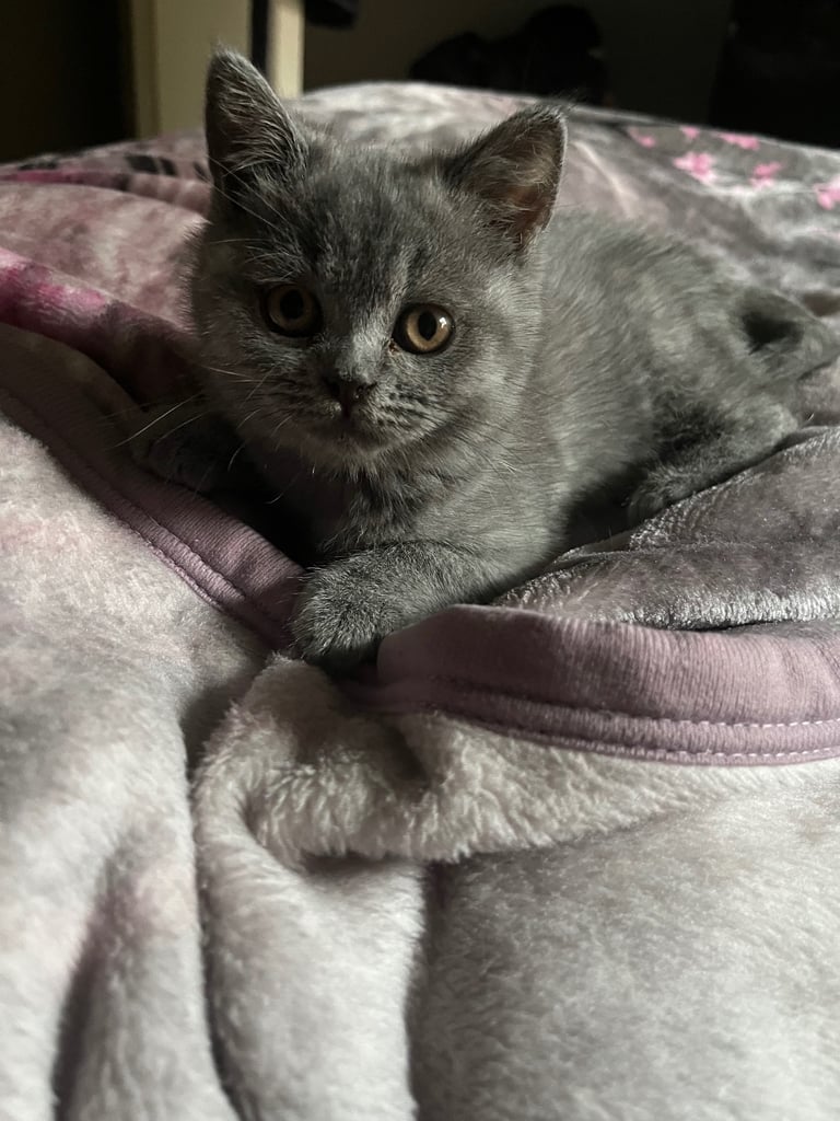 Bsh blue female kitten.