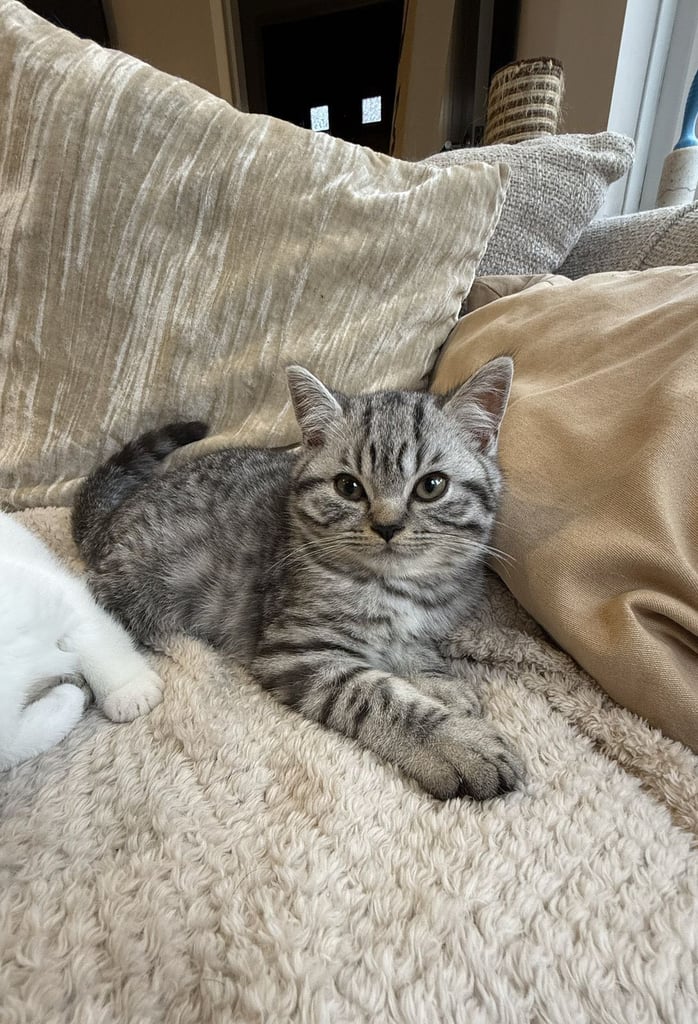 Pure BSH kittens ready to go now 