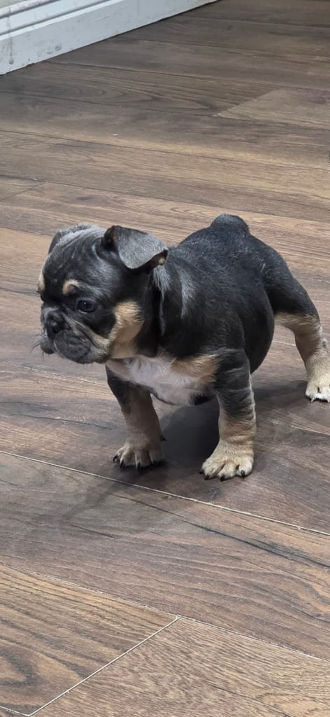 French bulldog puppys 