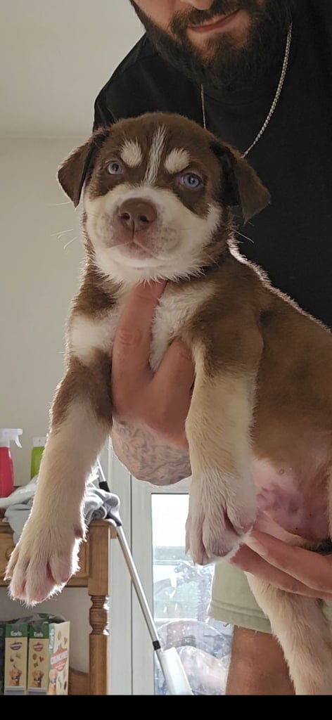 Siberian husky cross cane corse/staffy 