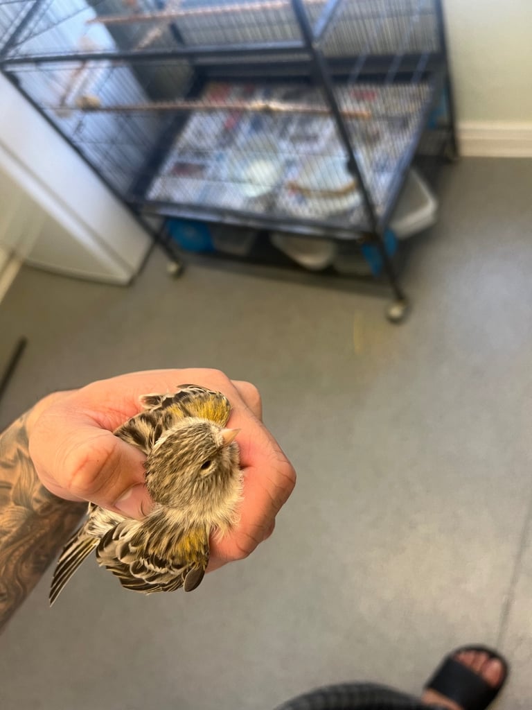 Mixed canaries for sale!