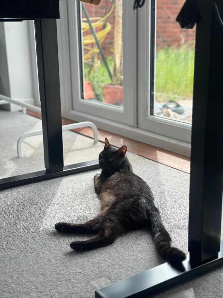 image for Smoke Bengal Cat