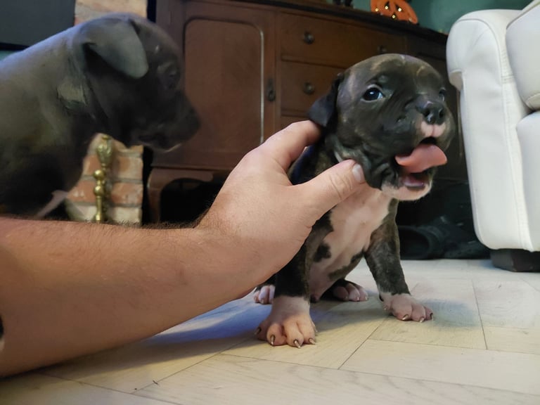 Bully pups for sale