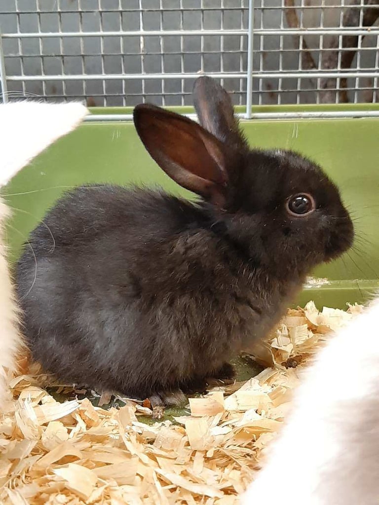 Lop/Lionhead Rabbits 