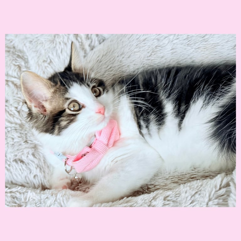 Stunning Ragamuffin X Main Coon Kittens