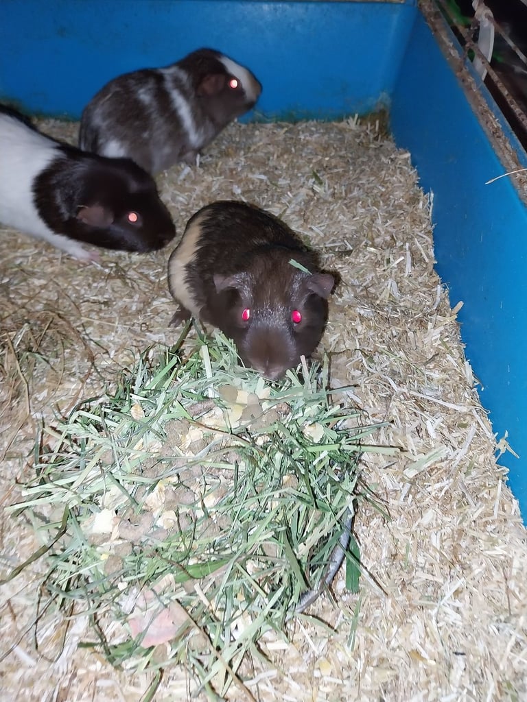 Baby guinea pigs ready to go