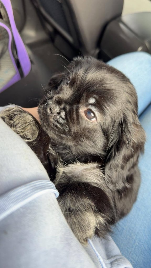 Pug cross puppies