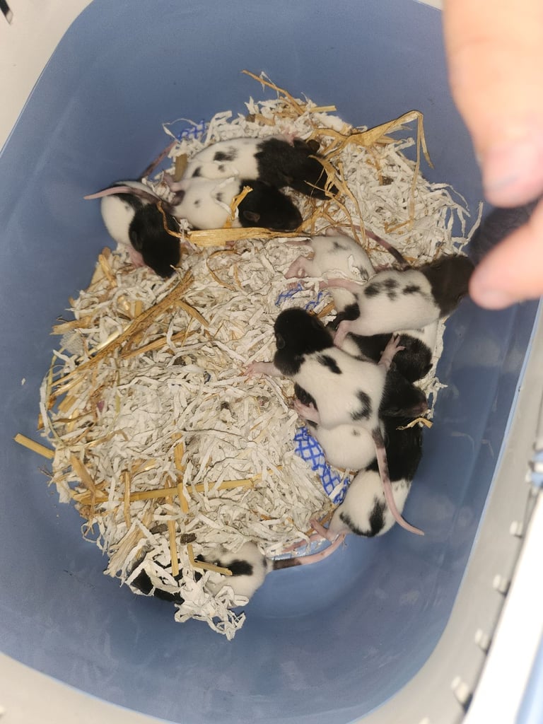 Rats topeard and will have dumbos very soon