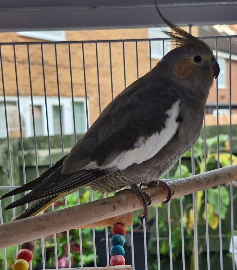 Cockatiel and budgies 