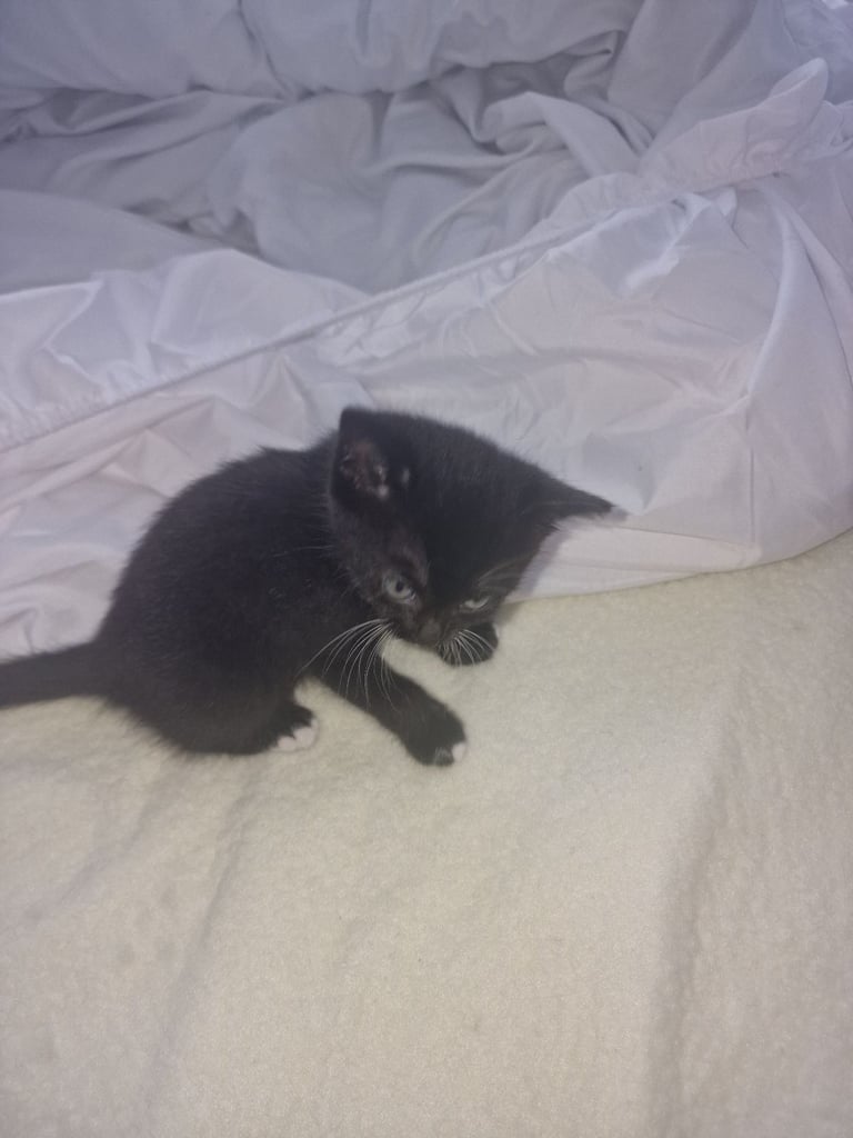 image for Black and white kittens